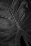 responsive.html/rafaimg/_MG_1965_Hoja de_1BN©.png