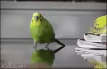 Harry/birdy.gif