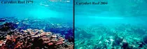 Final/coral.jpg