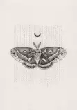 Moth.jpg