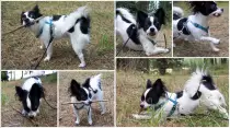 Pics/sticks.jpg