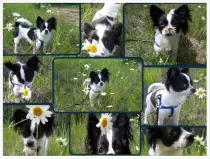 PixieFlowers.png