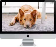 img/dog.png