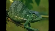 chameleon.jpg