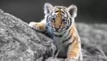mod_02_02/img/animal.jpg