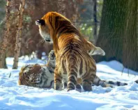 mod_02_02/img/animal3.jpg