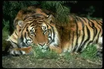mod_02_02/img/animal4.jpg