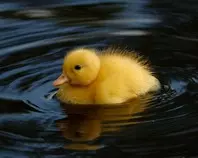 mod_02_02/img/animal5.jpg
