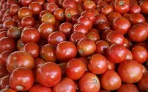 mod_2/img/tomates.jpg