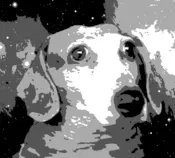 space dog.png
