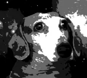 woof rainbow.gif