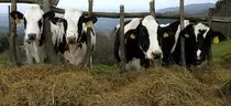 mod2/vacas.jpeg
