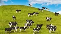 mod2/vacas1.jpeg