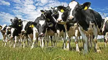 mod2/vacas2.jpg