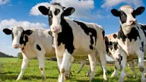 mod2/vacas3.jpg