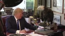 trumpeagle.gif