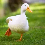 na7_uf5/por-que-los-patos-tienen-las-patas-naranja_ampliacion.jpg