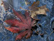 images/2016_thin_ice.jpg
