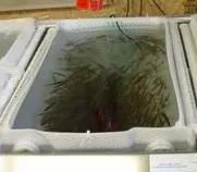 images/minnows3.jpg