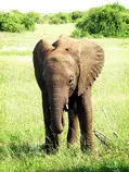 elephant-calf-1524541.jpg