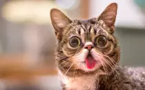 images/LilBub.jpg