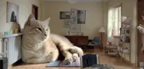 anigif_enhanced-buzz-2236-1346881671-3.gif