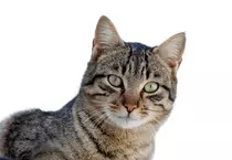 cat1.jpg