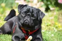documents/pug-375461_960_720.jpg