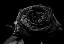 rosa-negra-artistica.jpg