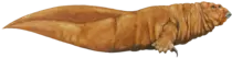 sluggo.png