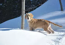 images/31.jpg