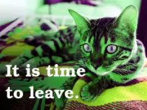 raycat_photo.png