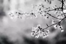 images/cherrytree.jpg