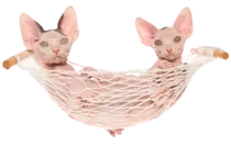 Cat5.png