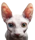 Cat6.png