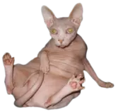 Cat7.png