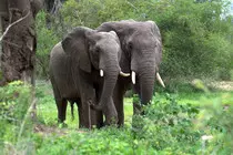 elephant.jpg