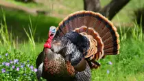 images/pavo.jpg