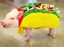 puercotaco.jpg