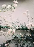 sakura.jpg