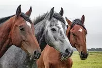 horse.jpg