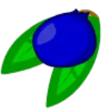 pic/blueberry.png