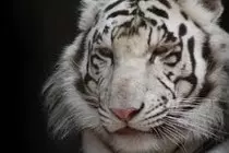 img/tigersiberiano.jpg