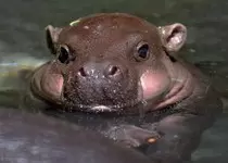 images/BabyHippo.jpg