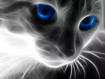images/Cat.png