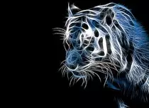images/CoolTiger.jpg