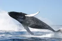 images/Humpback_whale_jumping.jpg