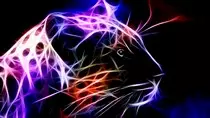 images/Leopard.jpg