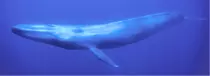 images/blue_whale_top.gif