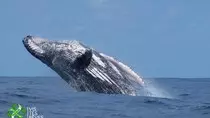images/humpback-whale-breach_mada0tclmmrsfju7-1.1068bM4iiFfD.jpg